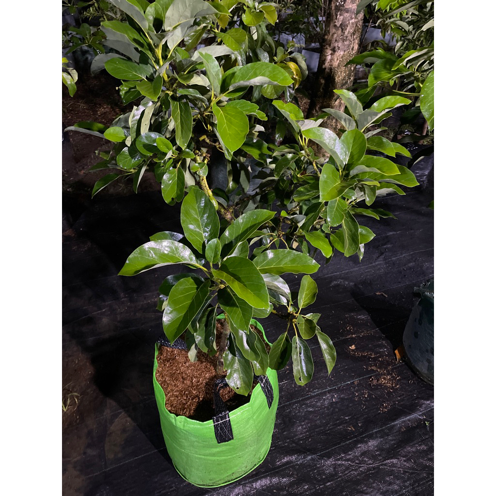 Bibit Alpukat Kelud Tinggi 1 Meter Up