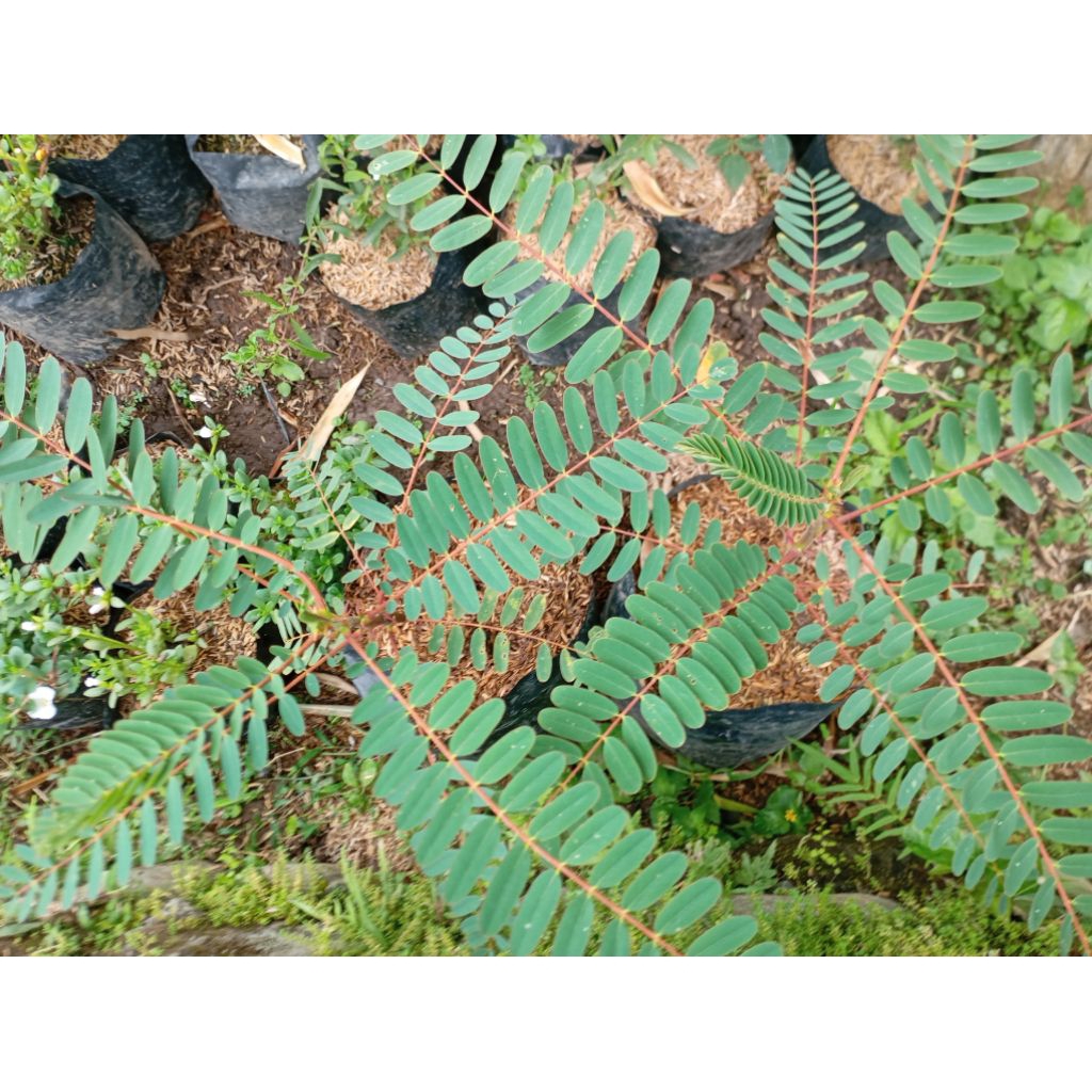 Tanaman Kembang Bunga Turi putih