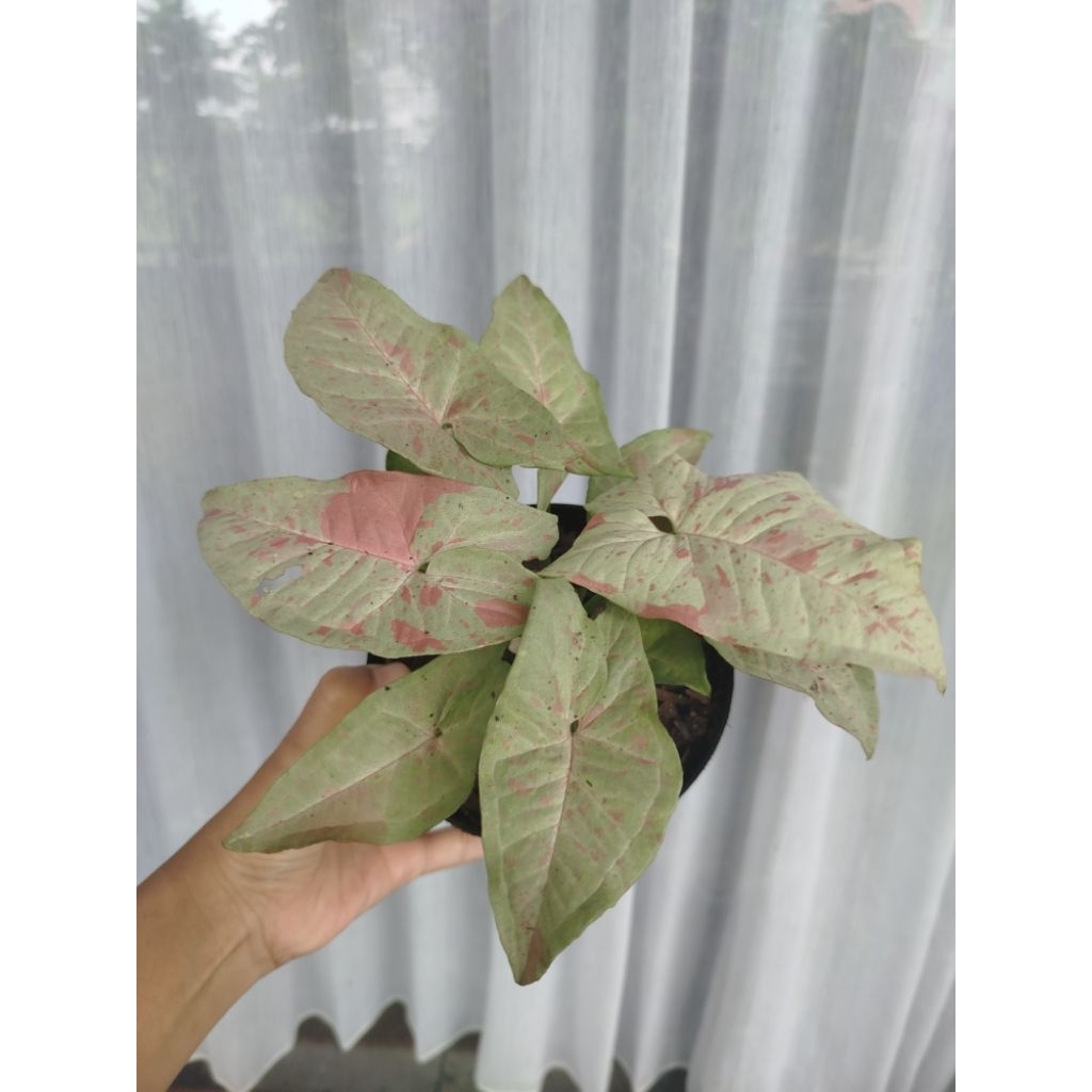 Syngonium Milk Confetti