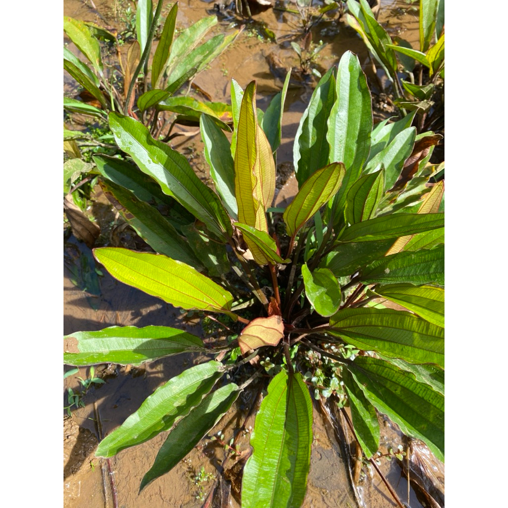 echinodorus red special