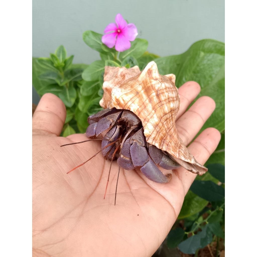 Umang brevi biola size XL ciamik