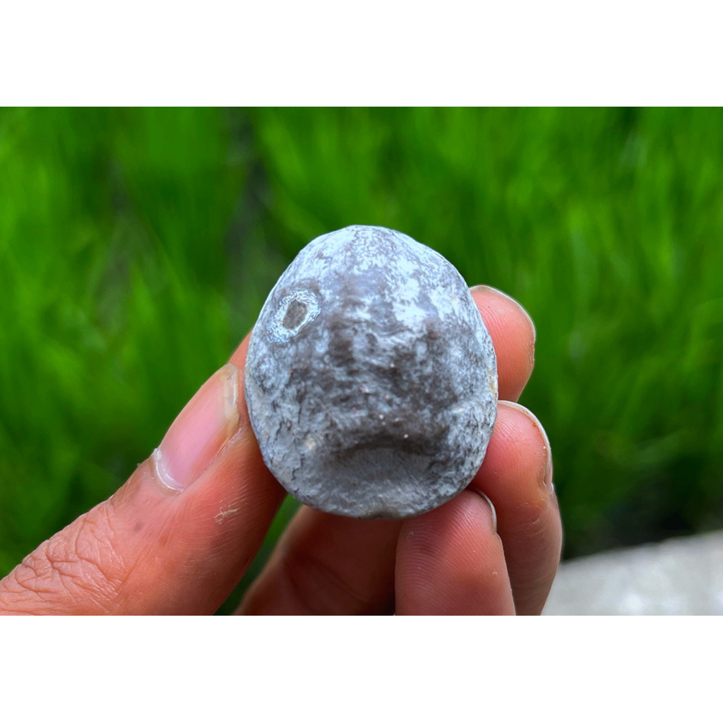 muncang kemiri adu panjangan jenis si KALONG