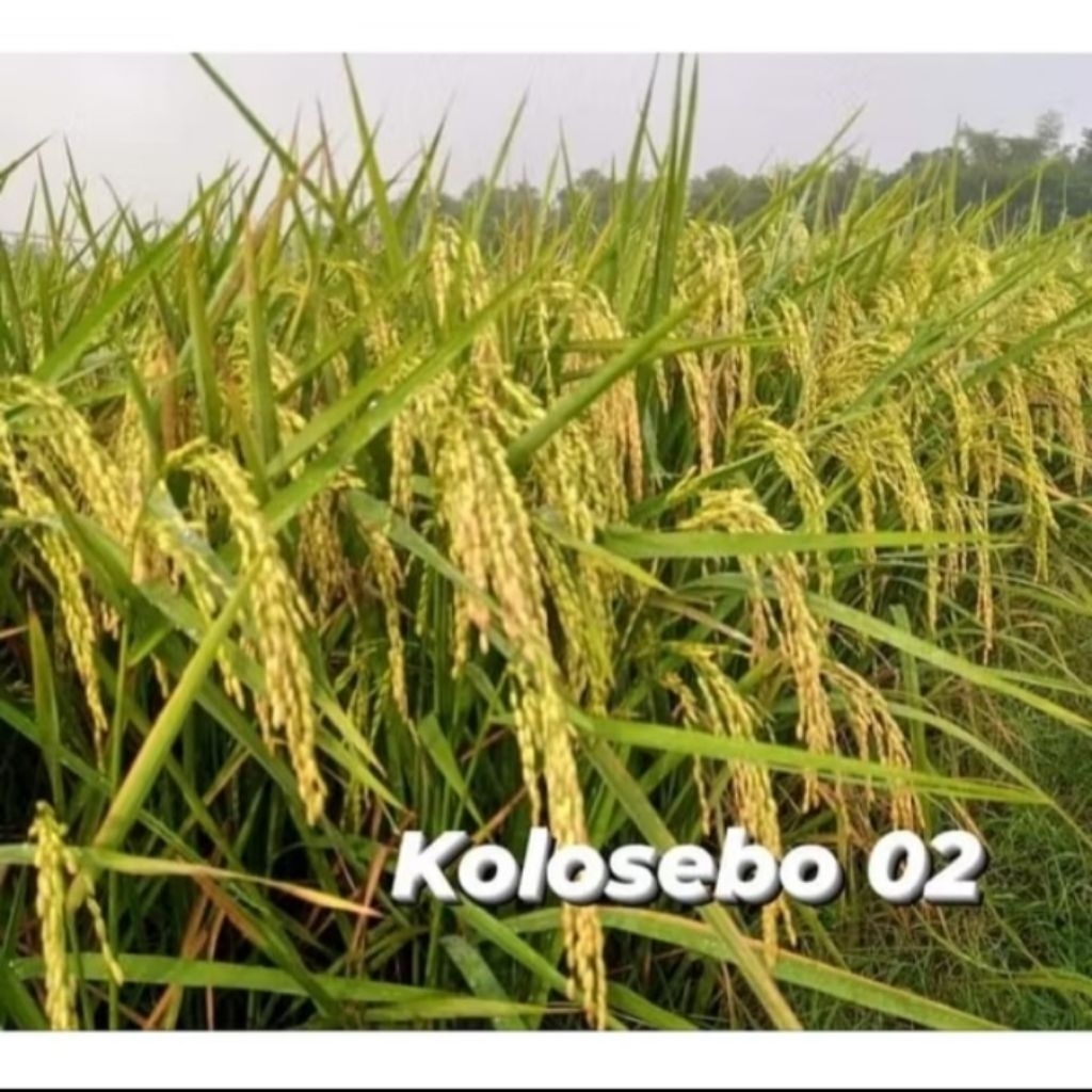 (5KG)Benih Padi KOLOSEBO 02 ORIGINAL PREMIUM