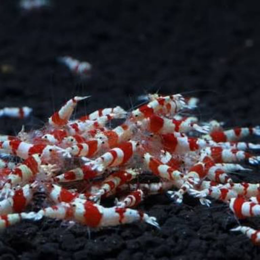 Hiasan aquarium Read Bee jenis caridina udang hias aQuascape