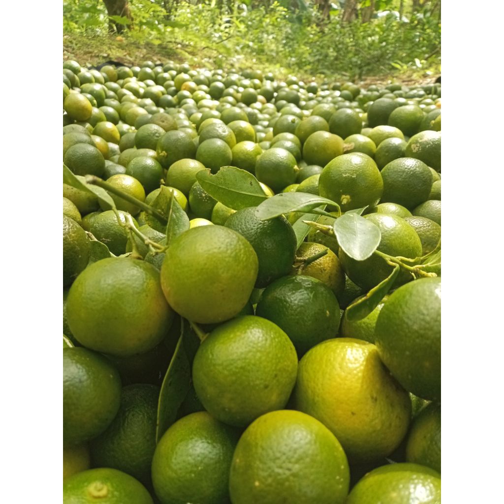 jeruk peras jeruk kunci/sonkit/kastury/kiamboy/lemoncui Random