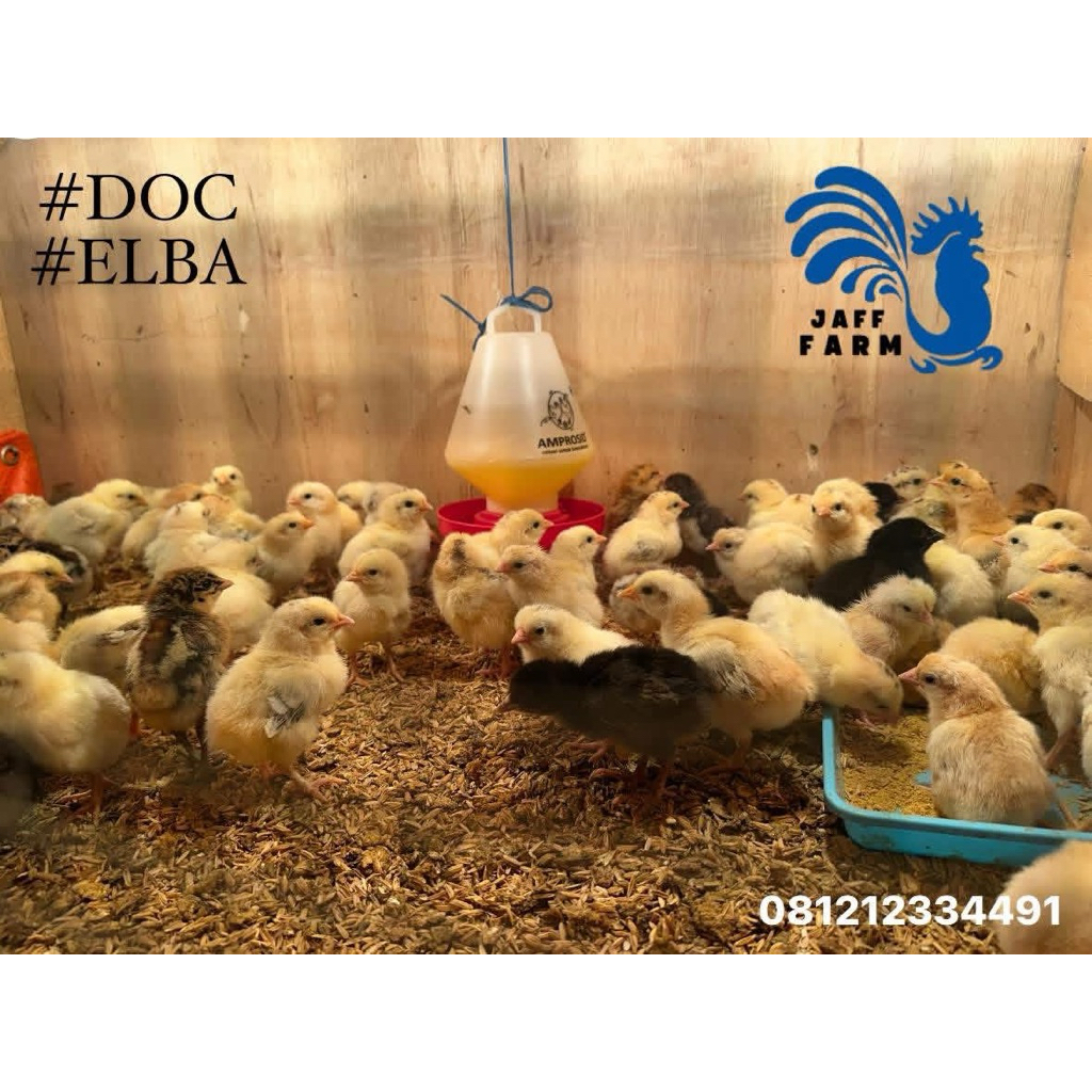 DOC Ayam Elba