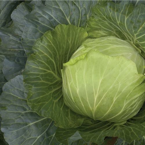 15 Benih Biji Kubis GIANTY