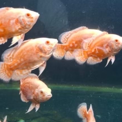 promo khusus hari ini ikan oscar nemo air tawar grade A #hiasan aquarium