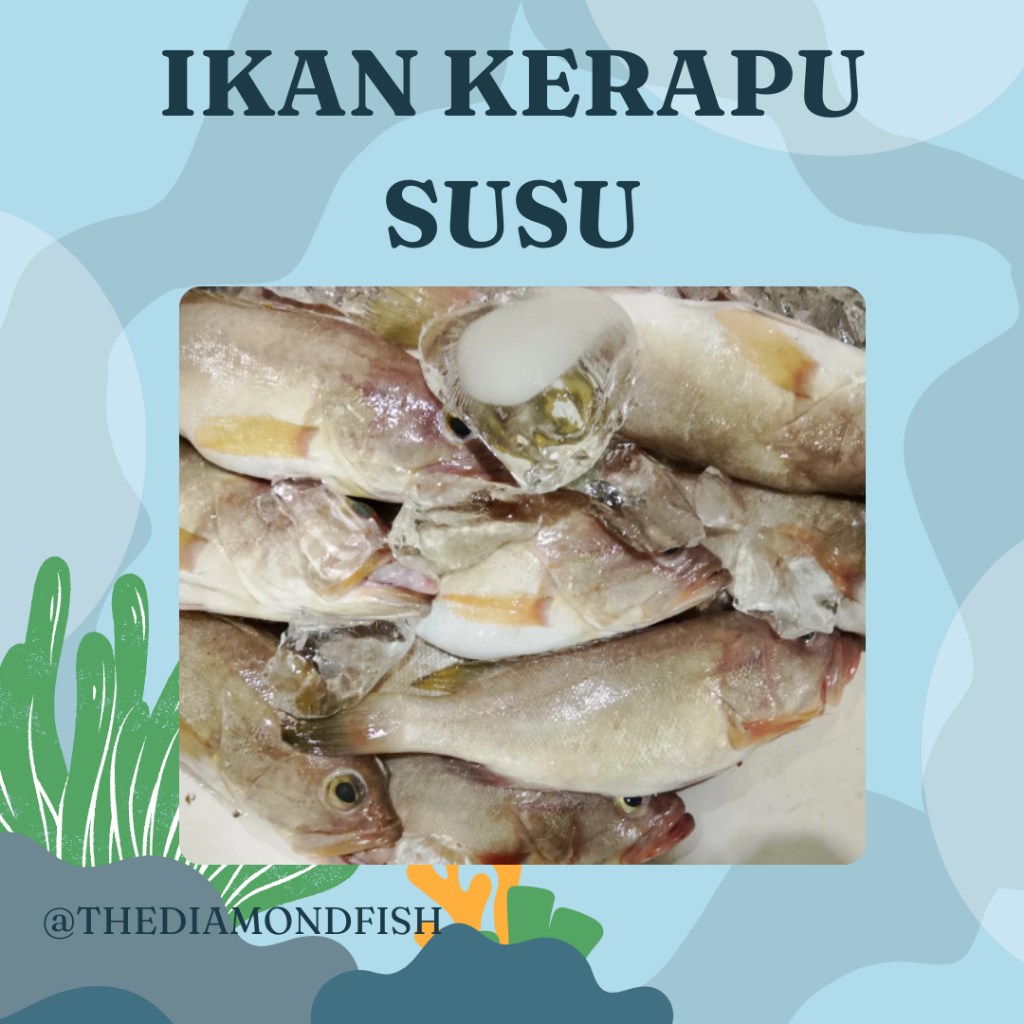 Ikan Kerapu 1Kg Ikan Kerapu Segar Ikan Kerapu Susu