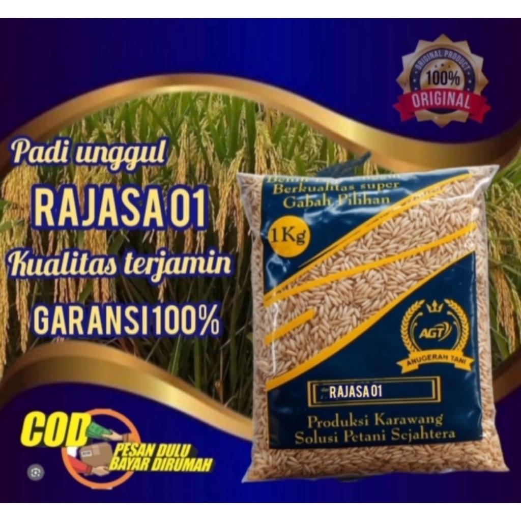 RAJASA 01 benih padi RAJASA 01 kemasan 1kg kualitas terjamin bisa COD cek dulu baru bayar