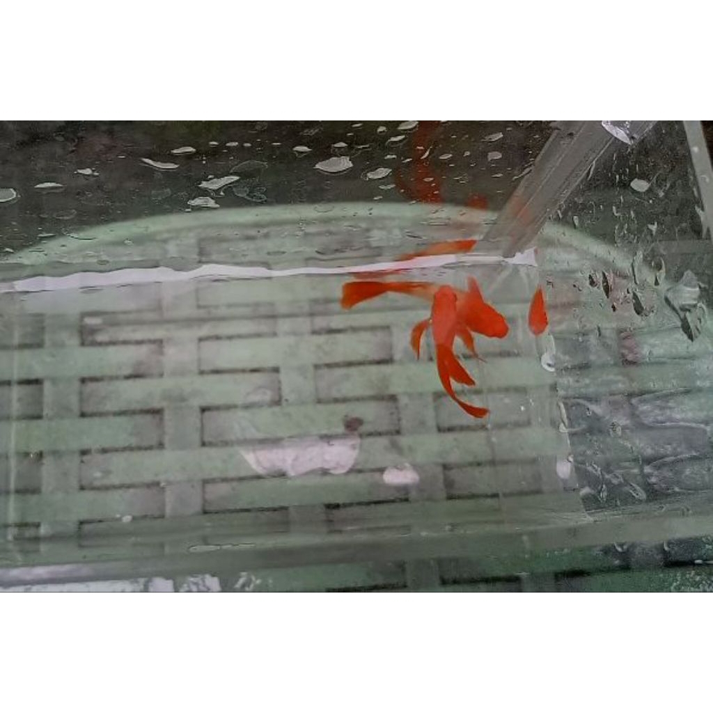 sticker albino koi red ear ribbon