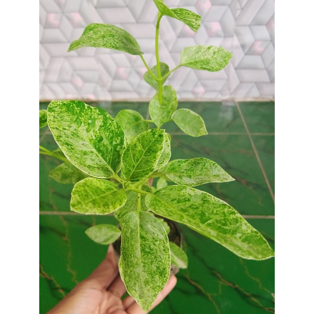 Sancang Varigata (bahan bonsai)