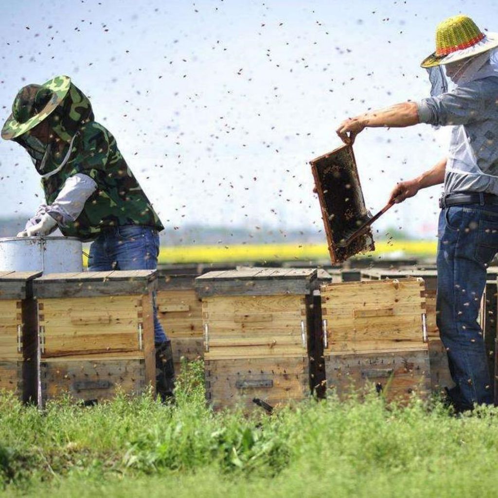 Baju Pelindung Lebah Madu Baju Anti Lebah Baju Panen Madu Lebah Jaket Lebah Madu Baju Pelindung Leba