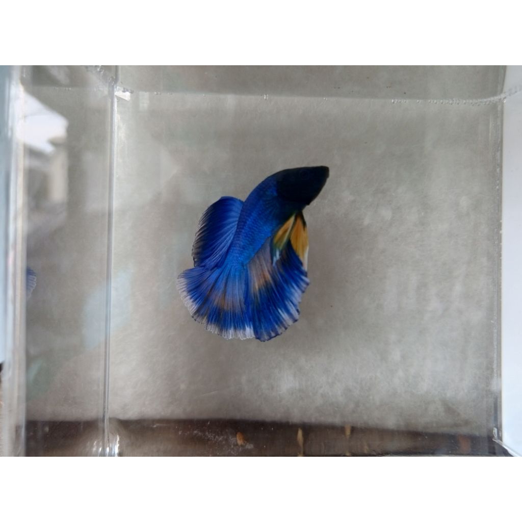 Cupang Hias Halfmoon Royal Blue Jantan - Size Medium