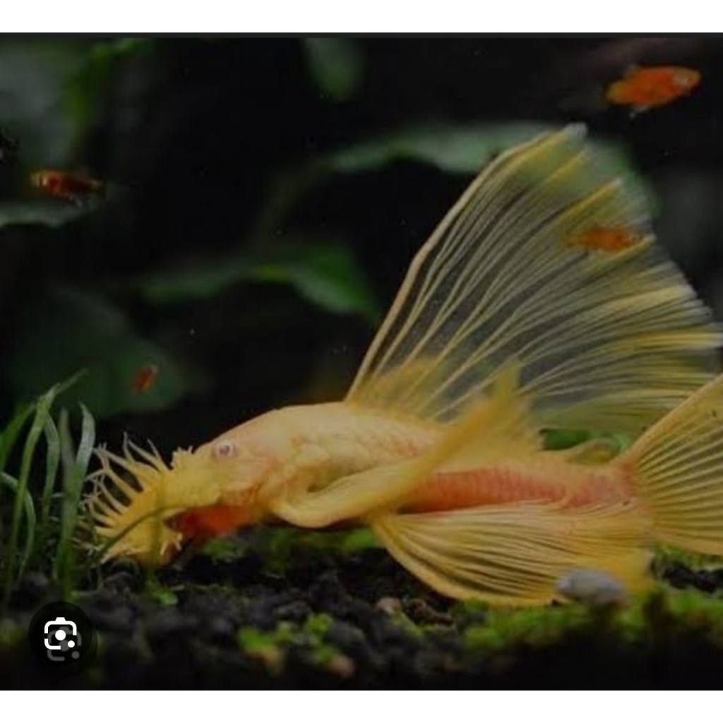 BRUSHMOUTH ALBINO SLAYER / PLECO ALBINO SLAYER / IKAN SAPU ALBINO SLAYER L144 BERGARANSI