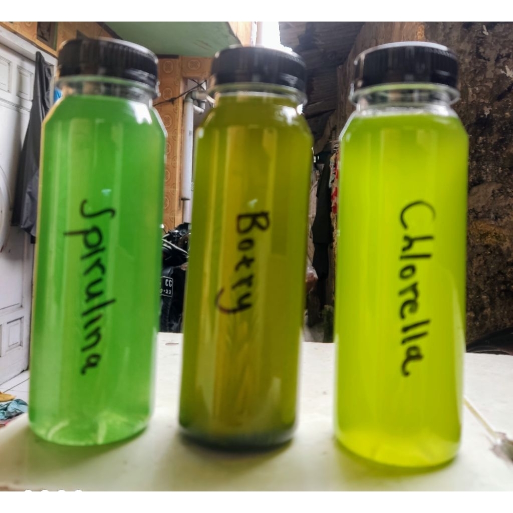 Bibit Mikroalga Laut Chlorella vulgaris