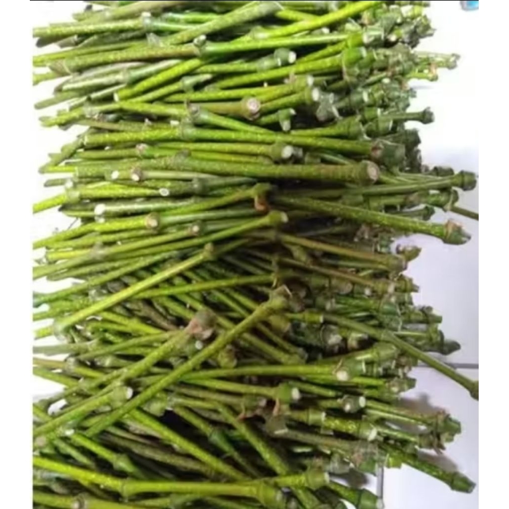 Bibit stek batang melada isi 20 batang