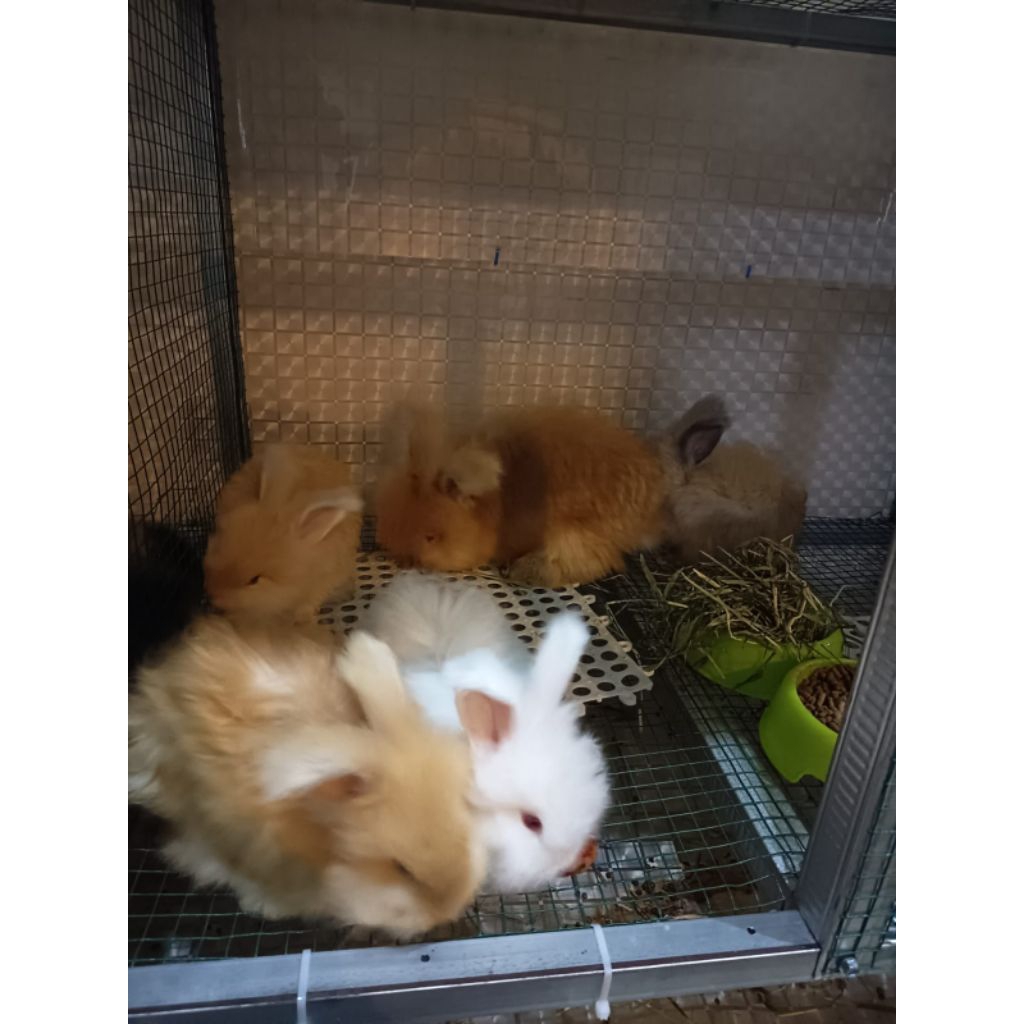 Kelinci English Anggora umur 3 bulan
