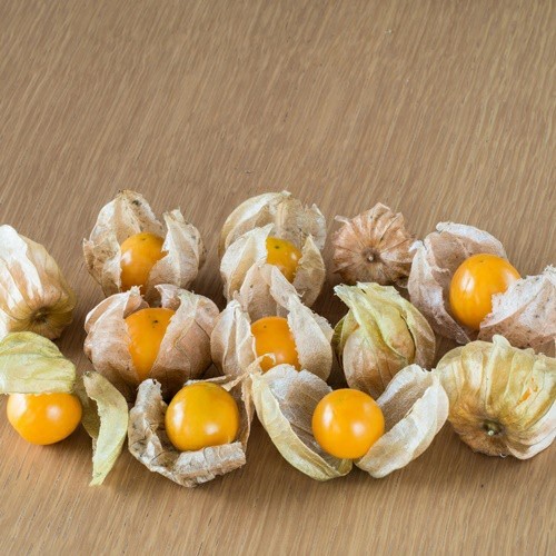 5 Benih Biji CIPLUKAN Jumbo