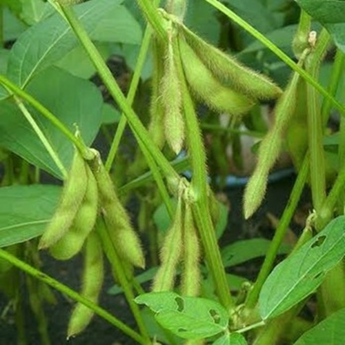 25 Benih Biji KACANG KEDELAI Lokal