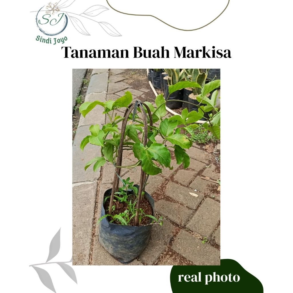 Tanaman Buah Markisa Bibit Tanaman Buah Markisa