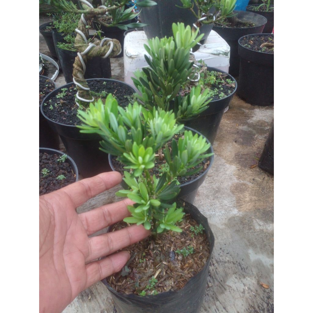 bibit lohansung blue cincuan ori