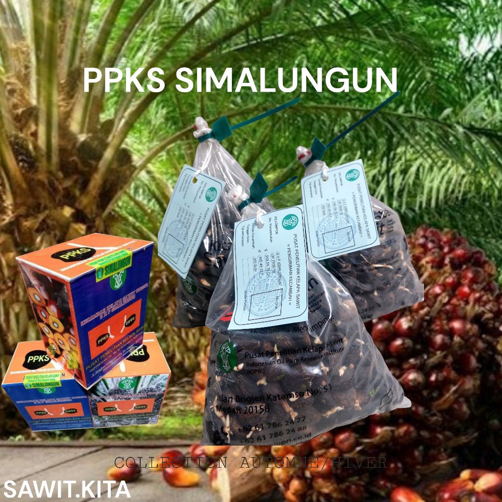 bibit kecambah sawit simalungun ppks berkualitas