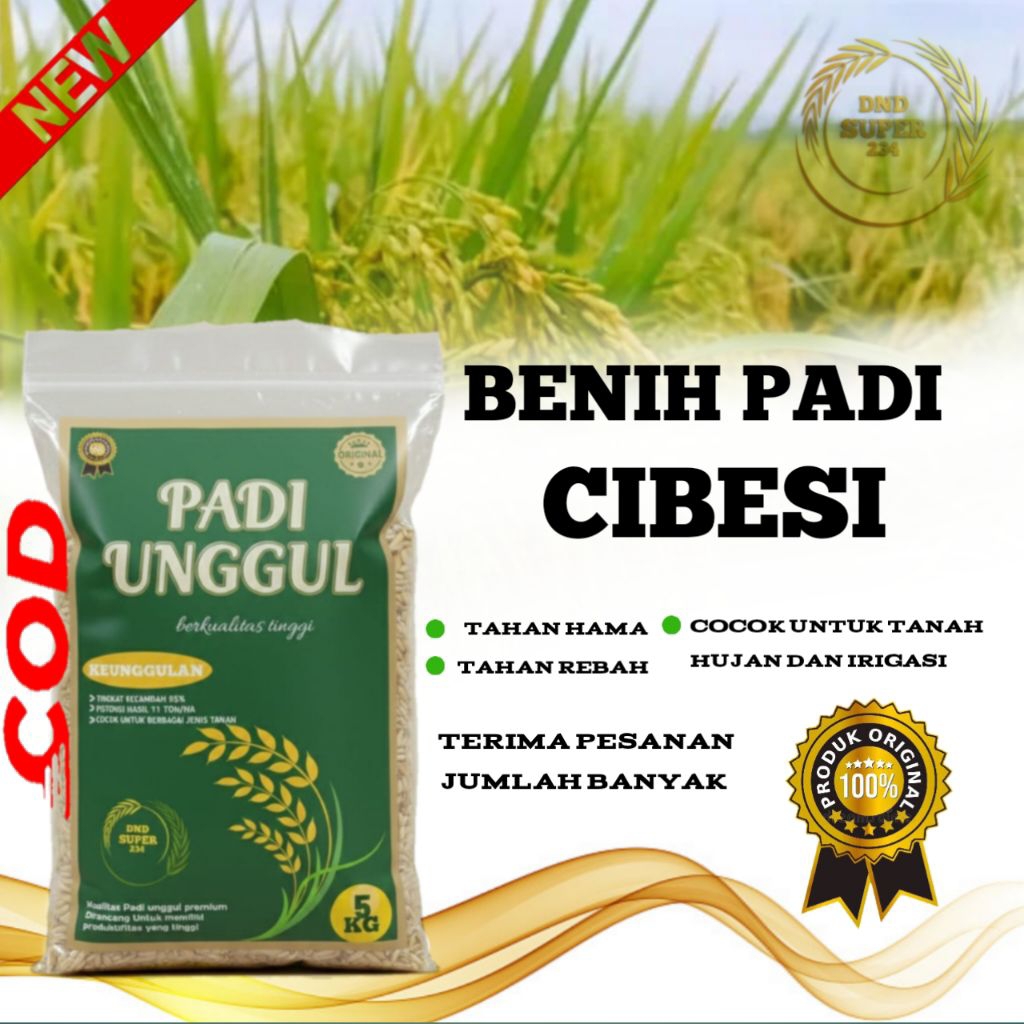 BENIH PADI CIBESI 5KG BIBIT PADI CIBESI SUPER PREMIUM FREE PUPUK SAMPURNA B DAN D