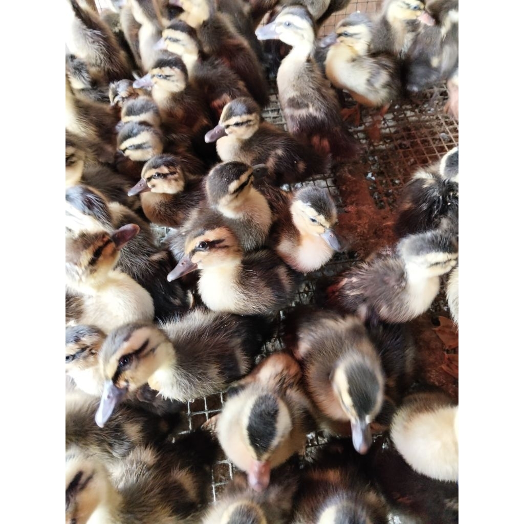 Bebek Raja - Bebek alabio - Bebek alis - Bebek alabio Pedaging - DOD Alabio