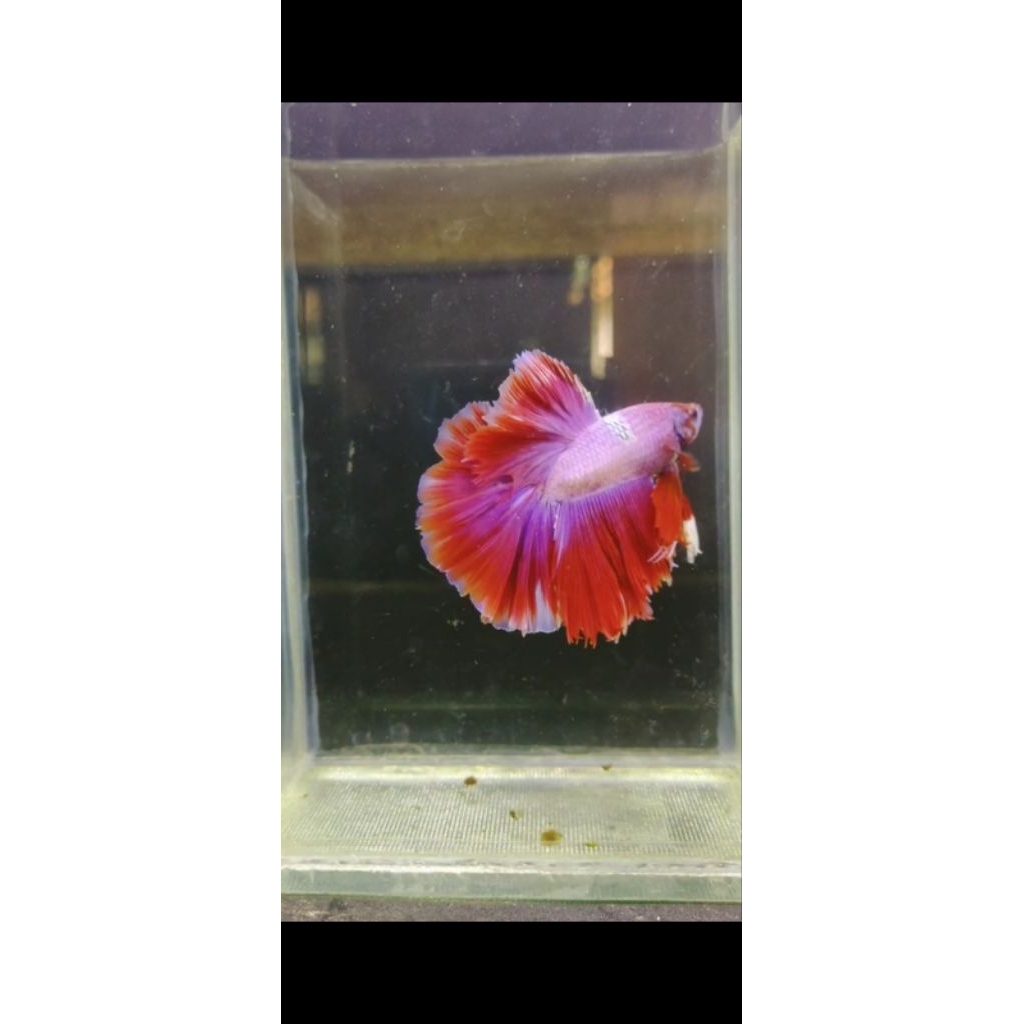 asesoris aquarium cupang