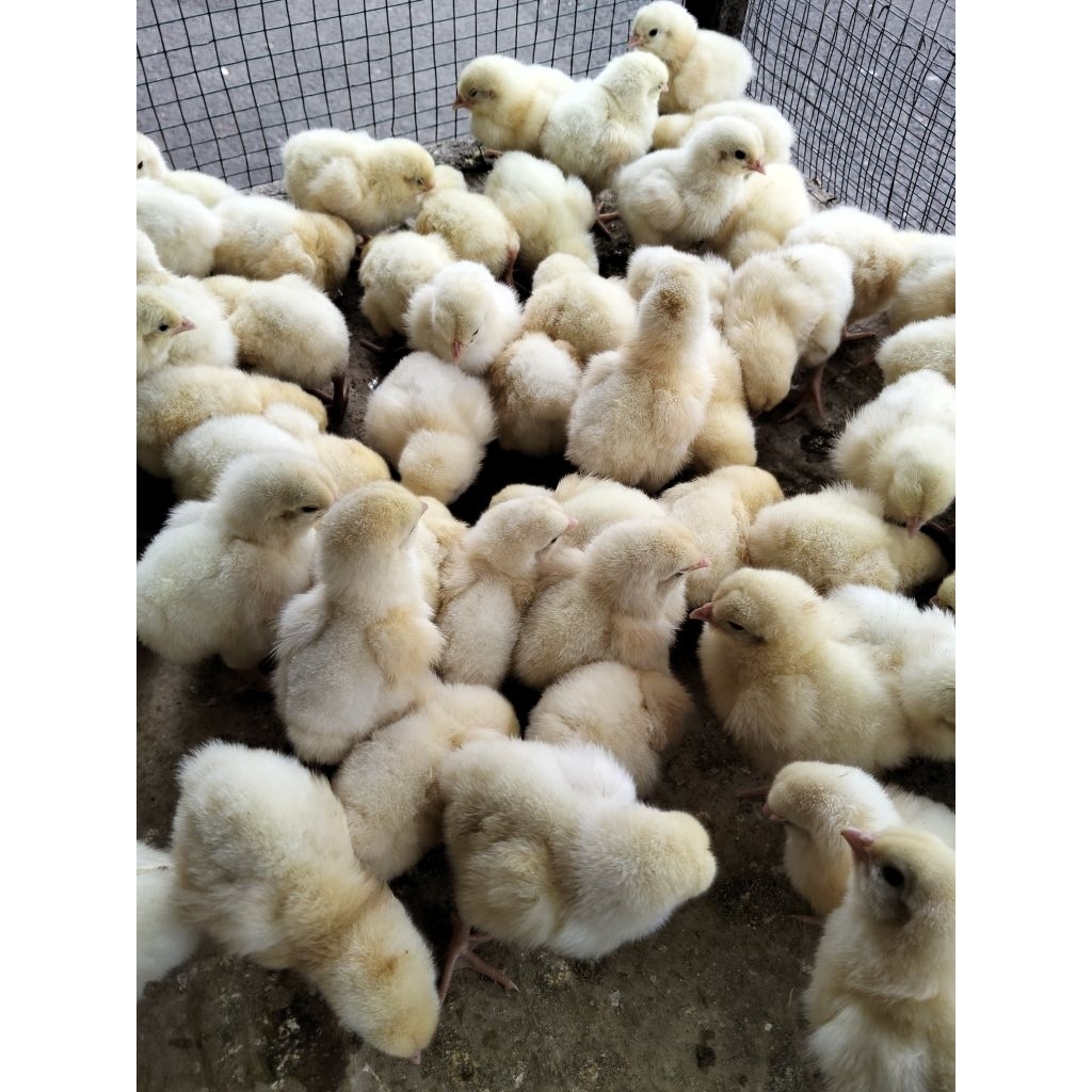 Ayam Negeri Hidup - Anak Ayam Negeri Hidup - Bibit Ayam Potong Negeri Jantan - Doc Jantan