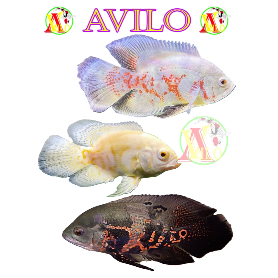 PAKET ikan oscar  2 - 10 ekor slayer ekor panjang ukuran kecil warna campur mix