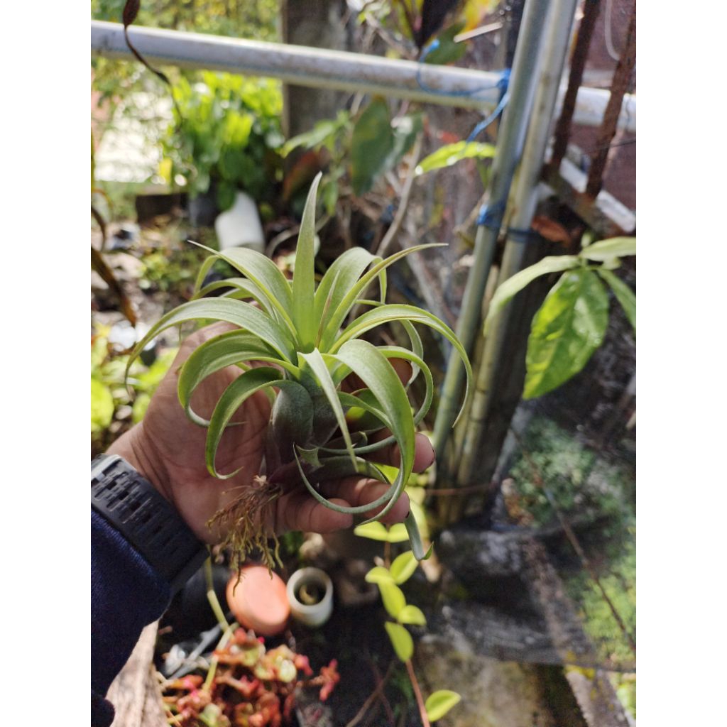 tillandsia eric knobloch