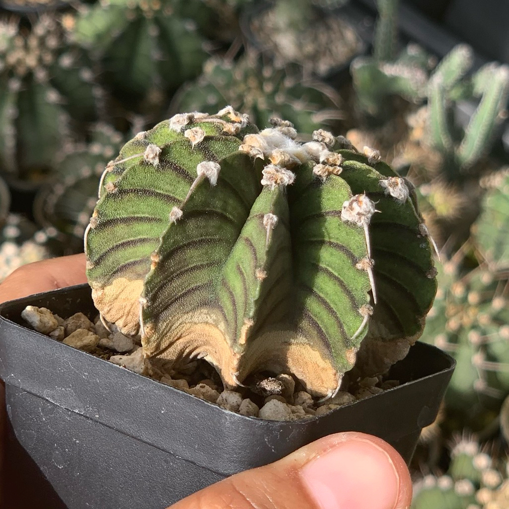 Gymnocalycium LB 2178 original ( kaktus gymno lb2178 ori seedling tanaman hias hidup gurun hadiah gi