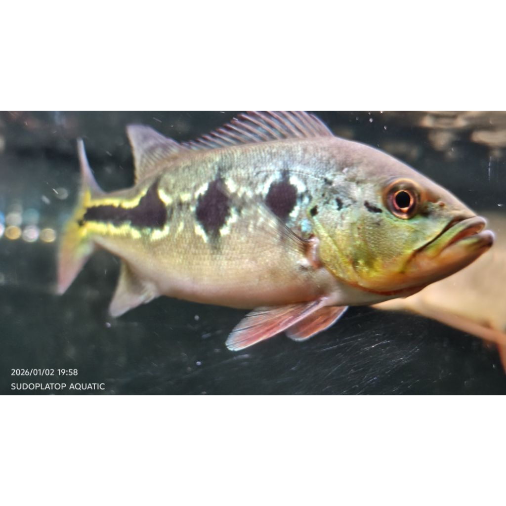 pbass orinocco