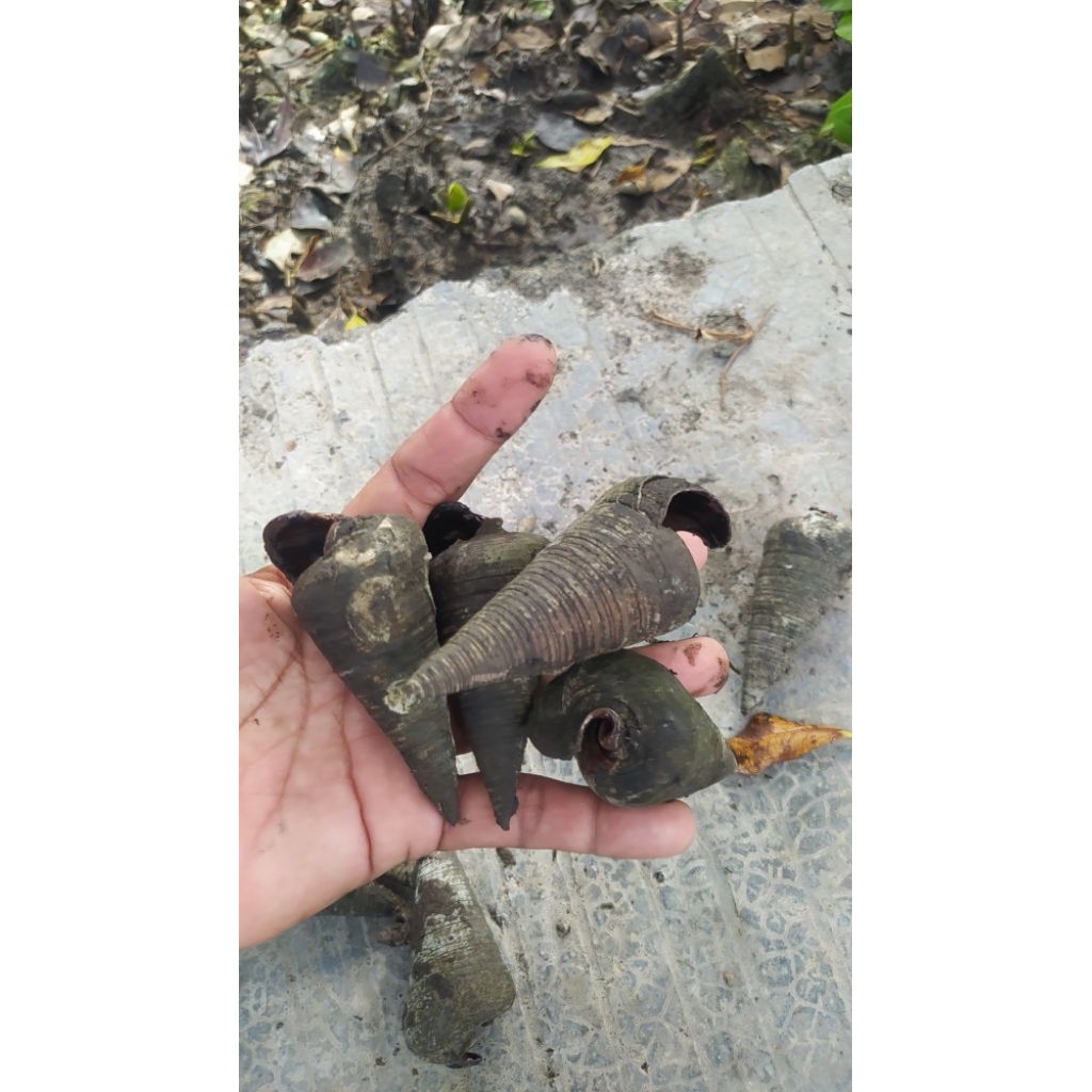 Umpan mancing pancing galatama siput kerucut laut keong sedut