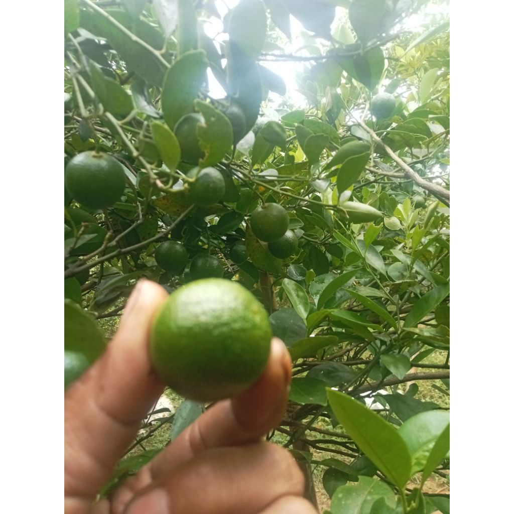 jeruk sonkit jeruk kastury jeruk kunci /kiamboy random ukuran 1kg