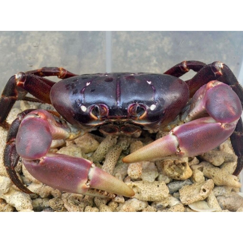 Terlaris kepiting Gecarcoidea-Lalandi crab kepiting hias aquatik aquascape Air tawar jinak