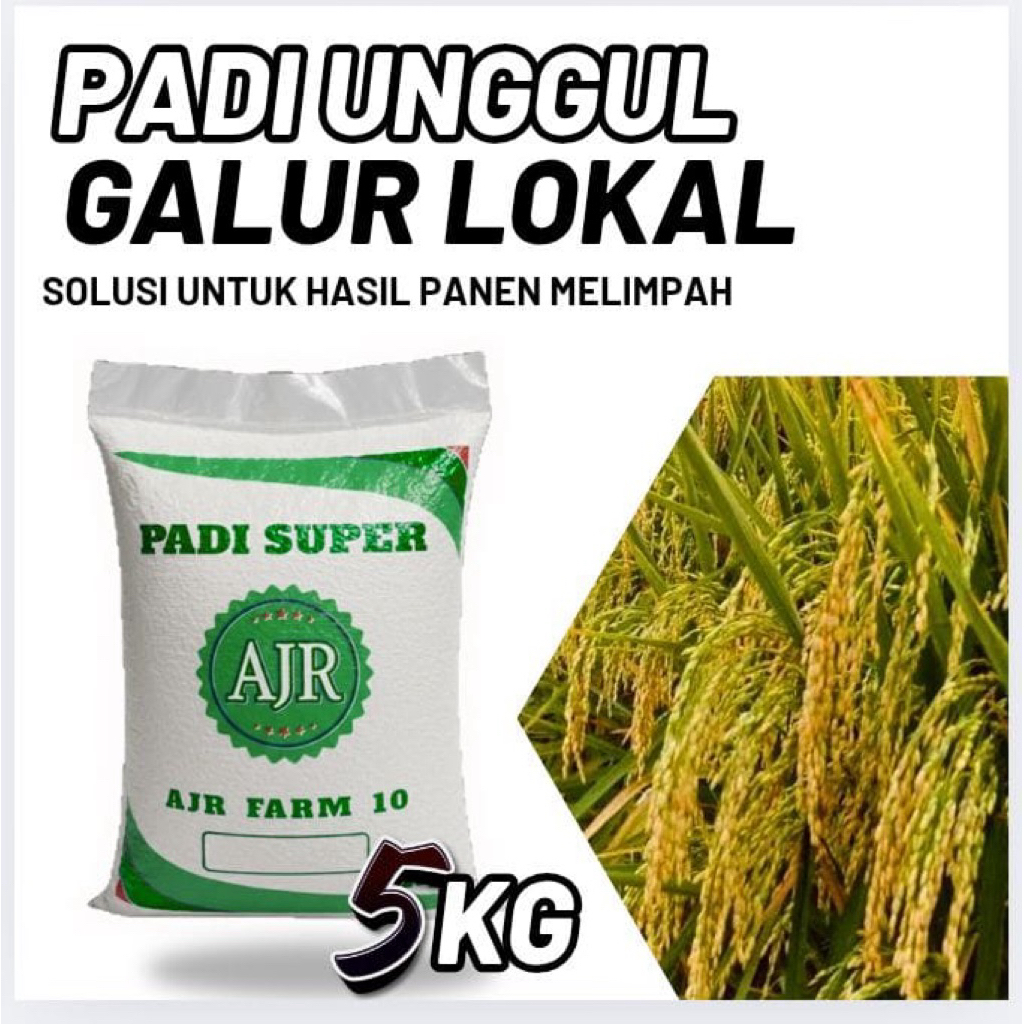 Benih padi unggul GALUR LOKAL (5kg)
