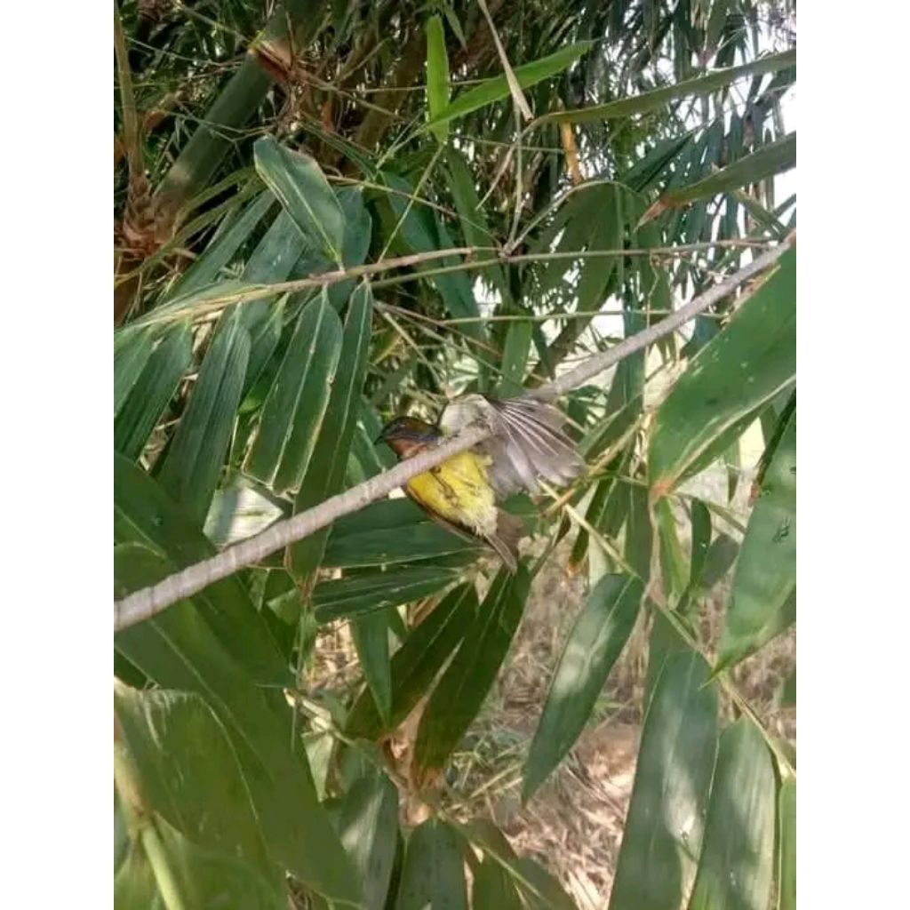 Getah bendo asli pulut burung anti zonk 250gr