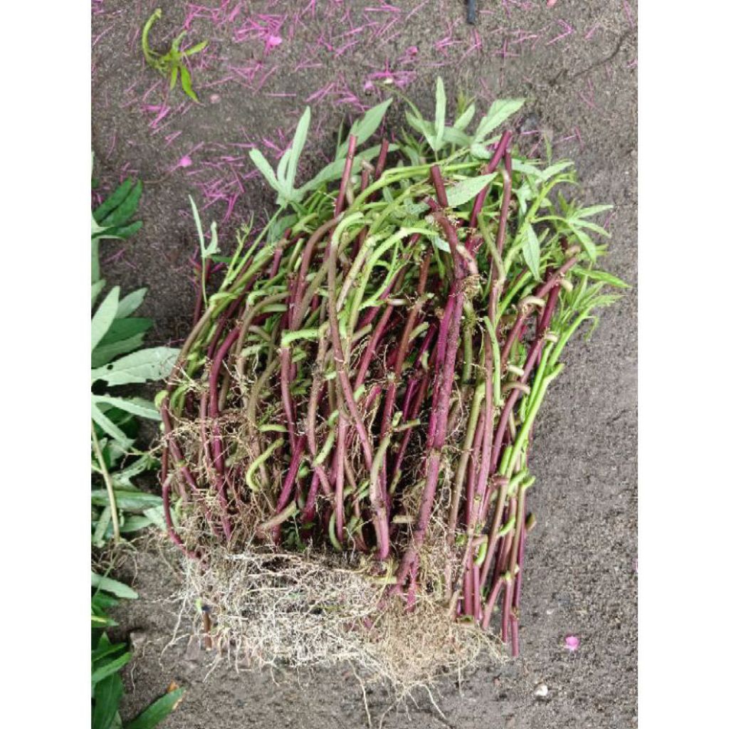 Bibit ubi jalar Cilembu madu 100 pcs umbi cilembu