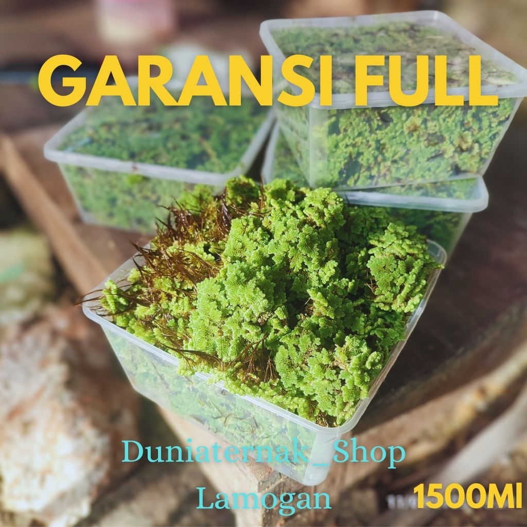 Bibit Azolla Microphylla Kemasan Tepak