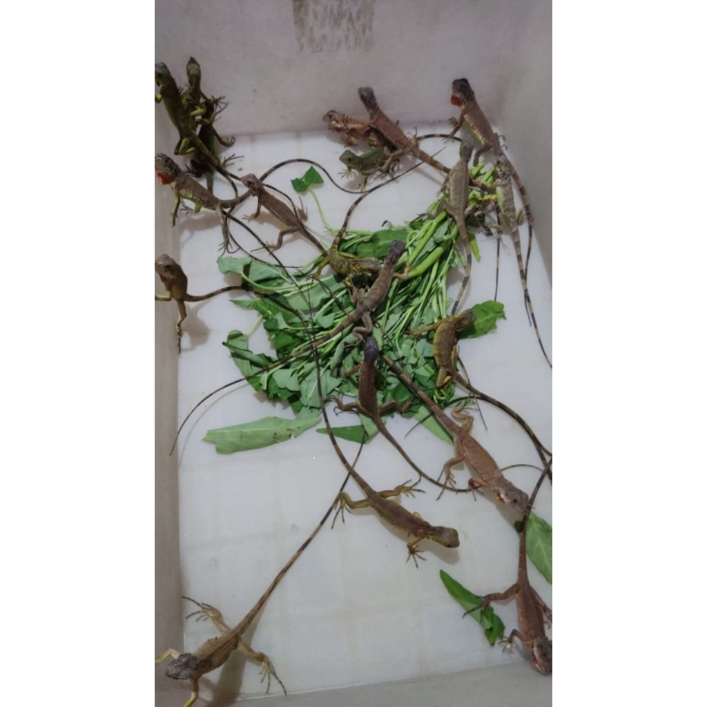 Keramik Red Iguana Baby