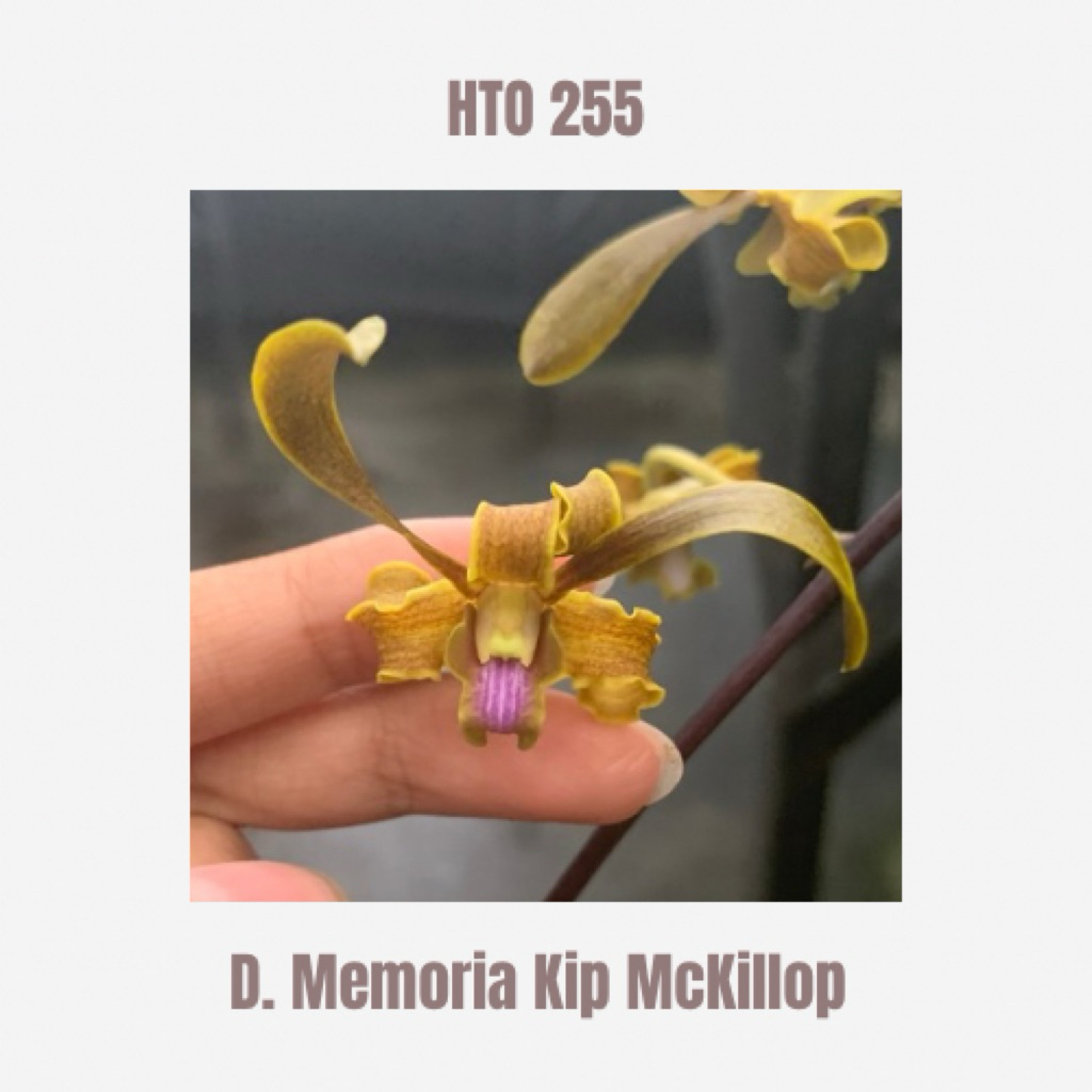 Dendrobium Memoria Kip Mckillop (Tangerinum X Helix PB) Tanaman Anggrek Remaja