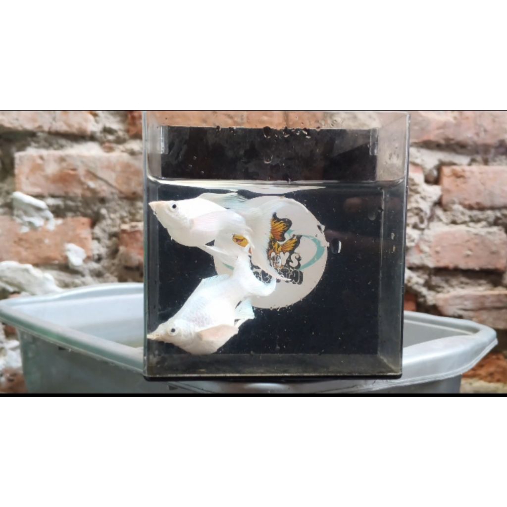 Molly platinum cawang