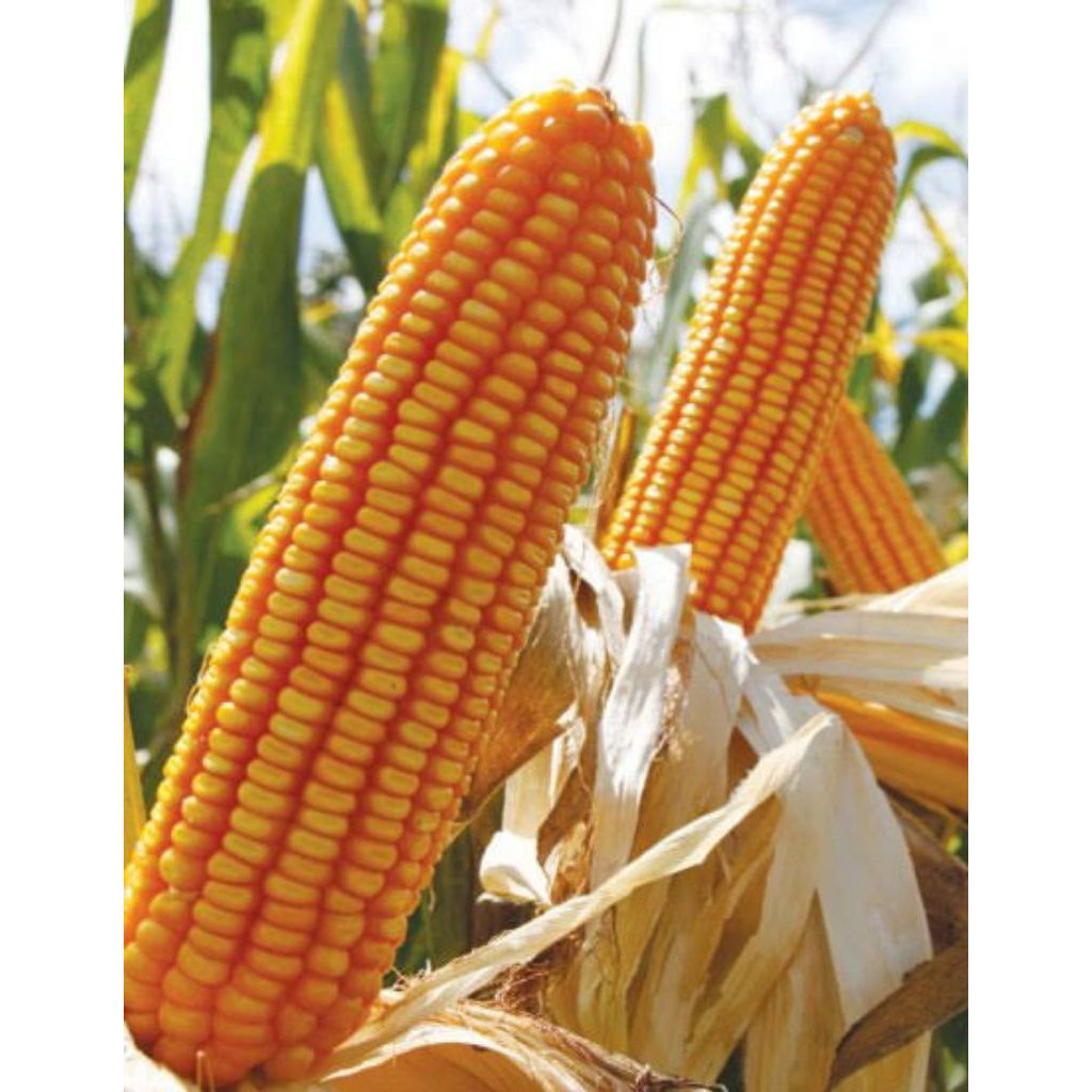 1kg benih jagung PERKASA Super bibit unggul siap tanam