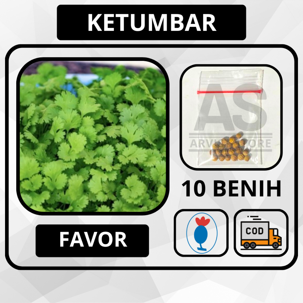 10 Butir - Benih Daun Ketumbar Coriander FAVOR Known You Seed Bibit Sayuran Tanaman