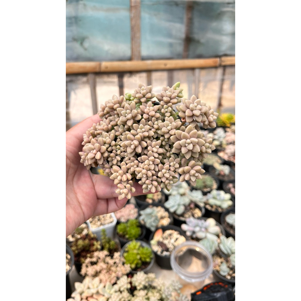 mirinae succulent import/ tanaman hias