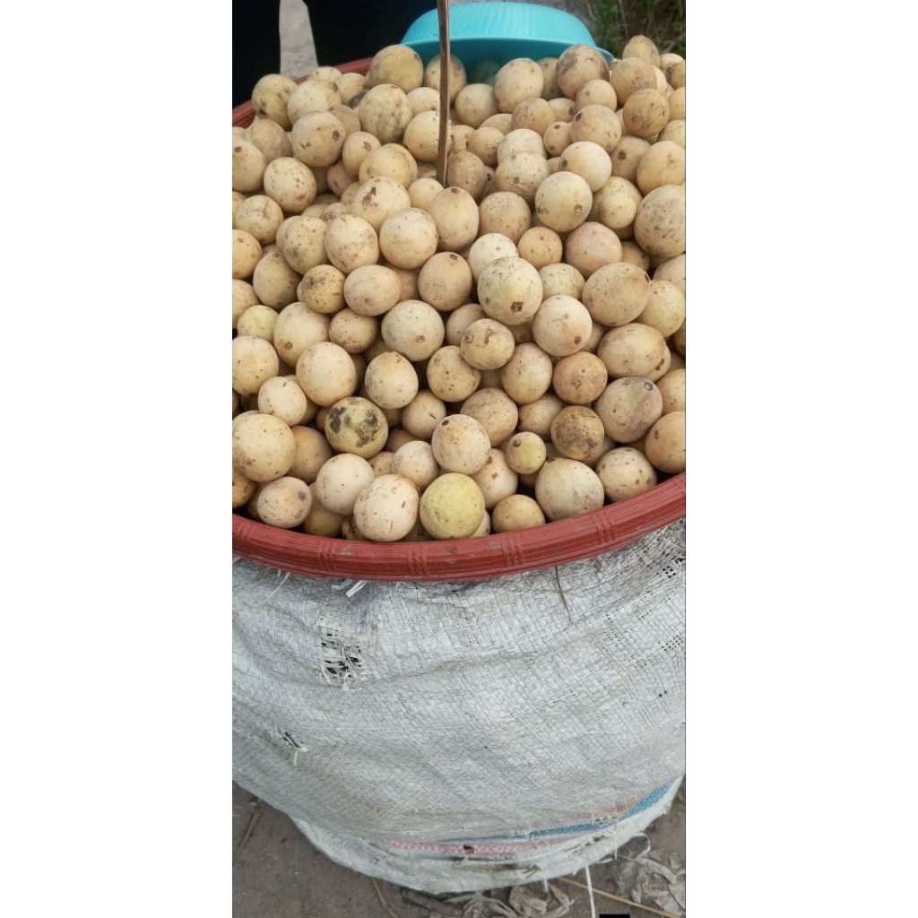 Buah Duku Manis 1 kg