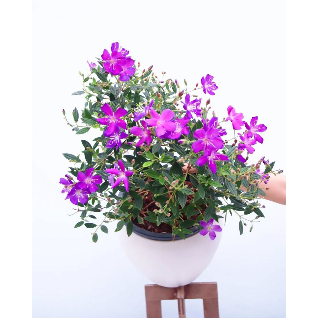 Tanaman hias senggani bunga ungu - Senggani/Tebo cina